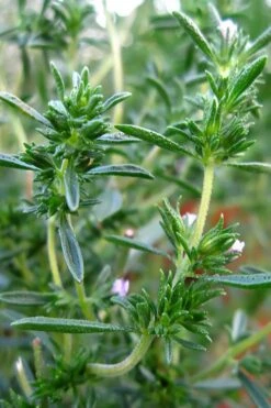 Summer Savory Plant - 6 Pack Of Pint Pots 10 Summer Savory Plant - 6 Pack Of Pint Pots -Breeze Sprout Sales summer savory herb plant 3