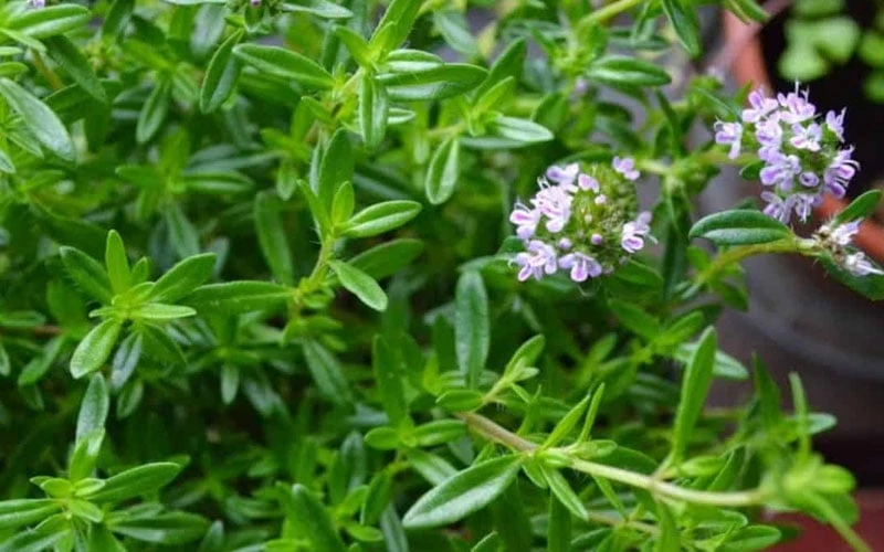 Summer Savory Plant - 6 Pack Of Pint Pots 6 Summer Savory Plant - 6 Pack Of Pint Pots - Image 6