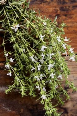 Summer Savory Plant - 6 Pack Of Pint Pots 11 Summer Savory Plant - 6 Pack Of Pint Pots -Breeze Sprout Sales summer savory herb plant 7