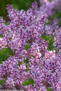 Miss Kim Lilac - 2 Gallon Pot 7 Miss Kim Lilac - 2 Gallon Pot -Breeze Sprout Sales syringa miss kim lilac 9