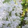 New Age White Lilac (Syringa) - 3 Gallon Pot