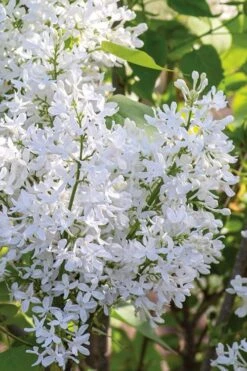 New Age White Lilac (Syringa) - 3 Gallon Pot -Breeze Sprout Sales syringa new age lavender white 2