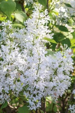 New Age White Lilac (Syringa) - 3 Gallon Pot -Breeze Sprout Sales syringa new age lavender white 3