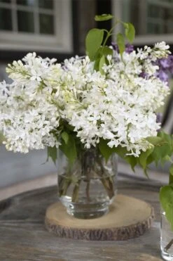 New Age White Lilac (Syringa) - 3 Gallon Pot -Breeze Sprout Sales syringa new age lavender white 4