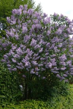 Katherine Havemeyer French Lilac (Syringa) - 1 Gallon Pot -Breeze Sprout Sales syringa vulgaris katherine havemeyer lilac 10