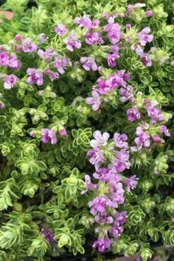 Highland Cream Creeping Thyme - 5 Pack Of Quart Pots -Breeze Sprout Sales thyme highland cream 500x750 1