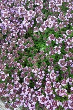 Caborn Wine & Roses Creeping Thyme - 5 Pack Of Quart Pots -Breeze Sprout Sales thyme wine and roses 500x750 1