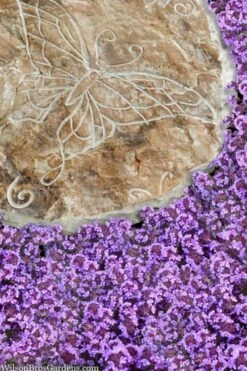 Caborn Wine & Roses Creeping Thyme - 5 Pack Of Quart Pots -Breeze Sprout Sales thymus caborn wine and roses 2