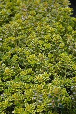 Golden Lemon Thyme (Thymus Citriodorus 'Aurea') - 6 Pack Of Pint Pots -Breeze Sprout Sales thymus citriodorus golden lemon thyme 3