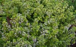 Golden Lemon Thyme (Thymus Citriodorus 'Aurea') - 6 Pack Of Pint Pots -Breeze Sprout Sales thymus citriodorus golden lemon thyme 4