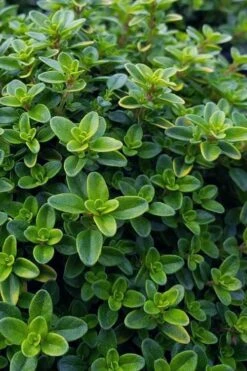 Lemon Creeping Thyme - 5 Pack Of Quart Pots -Breeze Sprout Sales thymus citrriodorus lemon thyme 1
