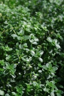 Lemon Creeping Thyme - 5 Pack Of Quart Pots -Breeze Sprout Sales thymus citrriodorus lemon thyme 2