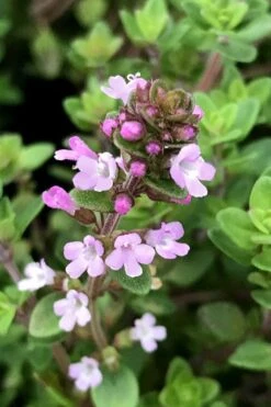 Lemon Creeping Thyme - 5 Pack Of Quart Pots -Breeze Sprout Sales thymus citrriodorus lemon thyme 5