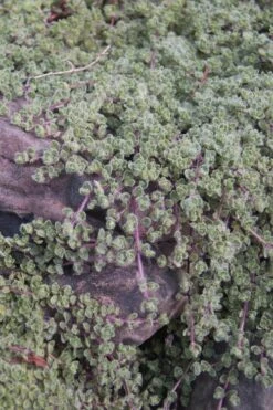 Woolly Creeping Thyme (Thymus Lanuginosis) - 6 Pack Of Pint Pots -Breeze Sprout Sales thymus lanuginosis wooly thyme 11 1