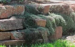 Woolly Creeping Thyme (Thymus Lanuginosis) - 5 Pack Of Pint Pots -Breeze Sprout Sales thymus lanuginosis wooly thyme 4