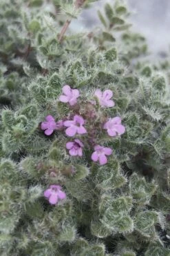 Woolly Creeping Thyme (Thymus Lanuginosis) - 10 Pack Of Pint Pots 14 Woolly Creeping Thyme (Thymus Lanuginosis) - 10 Pack Of Pint Pots -Breeze Sprout Sales thymus lanuginosis wooly thyme 5 2