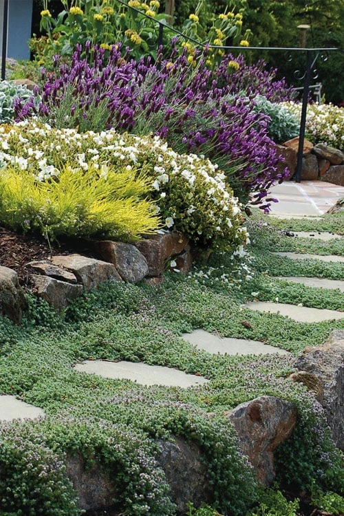 Woolly Creeping Thyme (Thymus Lanuginosis) - 10 Pack Of Pint Pots 1 Woolly Creeping Thyme (Thymus Lanuginosis) - 10 Pack Of Pint Pots