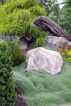 Woolly Creeping Thyme (Thymus Lanuginosis) - 6 Pack Of Pint Pots -Breeze Sprout Sales thymus lanuginosis wooly thyme 8 1