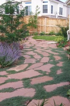 Woolly Creeping Thyme (Thymus Lanuginosis) - 6 Pack Of Pint Pots -Breeze Sprout Sales thymus lanuginosis wooly thyme 9 1