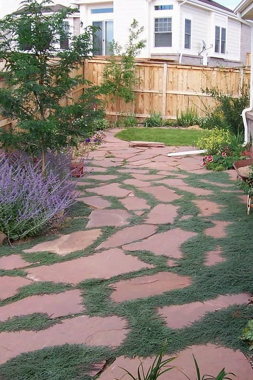 Woolly Creeping Thyme (Thymus Lanuginosis) - 10 Pack Of Pint Pots 8 Woolly Creeping Thyme (Thymus Lanuginosis) - 10 Pack Of Pint Pots - Image 8