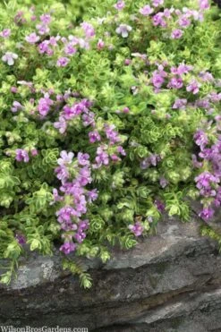 Highland Cream Creeping Thyme - 5 Pack Of Quart Pots -Breeze Sprout Sales thymus praecox highland creeping thyme 1