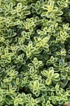 Highland Cream Creeping Thyme - 5 Pack Of Quart Pots -Breeze Sprout Sales thymus praecox highland creeping thyme 4