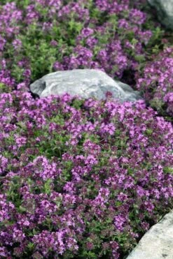 Magic Carpet Creeping Thyme (Thymus Serpyllum) - 6 Pack Of Pint Pots -Breeze Sprout Sales thymus serpyllum magic carpet creeping thyme 2