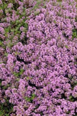 Magic Carpet Creeping Thyme (Thymus Serpyllum) - 6 Pack Of Pint Pots -Breeze Sprout Sales thymus serpyllum magic carpet creeping thyme 7
