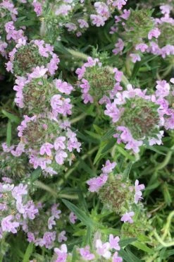 Spicy Orange Thyme - 6 Pack Of Pint Pots -Breeze Sprout Sales thymus spicy orange thyme 11