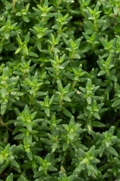 English Thyme (Thymus Vulgaris) - 6 Pack Of Pint Pots -Breeze Sprout Sales thymus vulgaris english thyme 2
