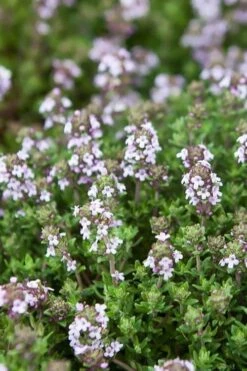 English Thyme (Thymus Vulgaris) - 6 Pack Of Pint Pots -Breeze Sprout Sales thymus vulgaris english thyme 4