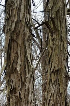 Shagbark Hickory Tree (Carya Ovata) - 3 Gallon Pot -Breeze Sprout Sales tree hickory shagbark 500x750 1