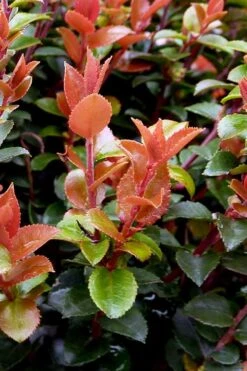 Evergreen Huckleberry (Vaccinium Ovatum) -3 Gallon Pot 14 Evergreen Huckleberry (Vaccinium Ovatum) -3 Gallon Pot -Breeze Sprout Sales vaccinium ovatum evergreen huckleberry 10