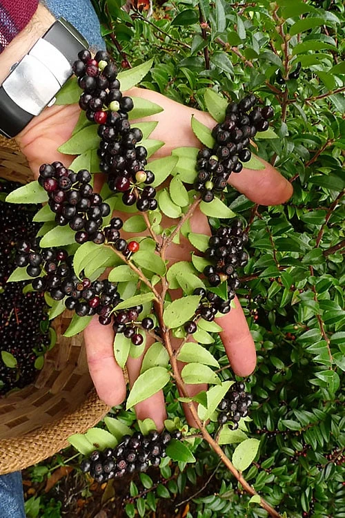 Evergreen Huckleberry (Vaccinium Ovatum) -3 Gallon Pot 1 Evergreen Huckleberry (Vaccinium Ovatum) -3 Gallon Pot