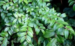 Evergreen Huckleberry (Vaccinium Ovatum) -3 Gallon Pot 17 Evergreen Huckleberry (Vaccinium Ovatum) -3 Gallon Pot -Breeze Sprout Sales vaccinium ovatum evergreen huckleberry 12