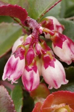 Evergreen Huckleberry (Vaccinium Ovatum) -3 Gallon Pot 16 Evergreen Huckleberry (Vaccinium Ovatum) -3 Gallon Pot -Breeze Sprout Sales vaccinium ovatum evergreen huckleberry 4