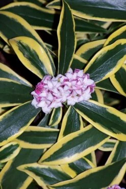 Marianni Variegated Pink Winter Daphne - 1 Gallon Pot -Breeze Sprout Sales winter daphne marianni 3