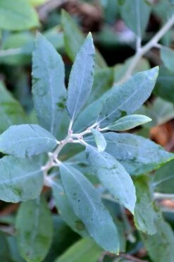 Woodlanders Blue Dusty Zenobia (Honeycup) - 3 Gallon Pot -Breeze Sprout Sales zenobia woodlanders blue 21